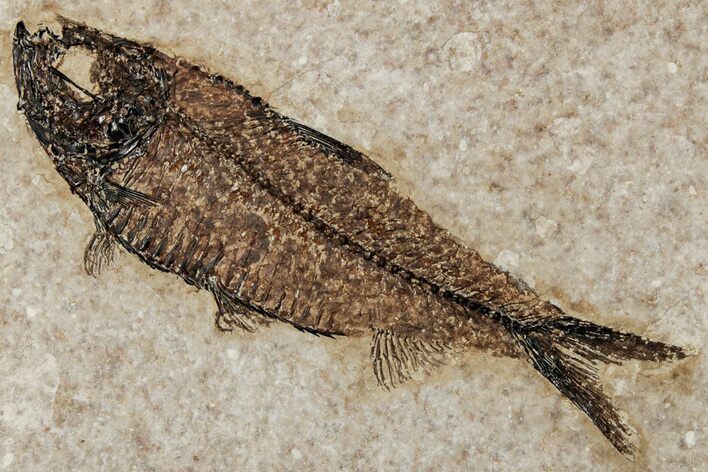 Exqusite Fossil Fish (Knightia) - Wyoming #356820